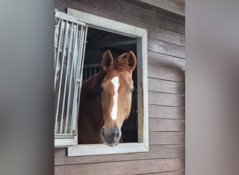 Dänisches Warmblut, Wallach, 10 Jahre, 179 cm, Fuchs