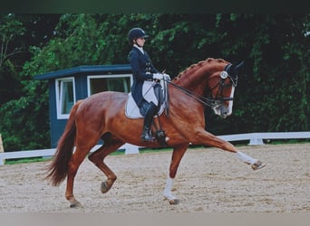 Dänisches Warmblut, Wallach, 10 Jahre, 183 cm, Fuchs