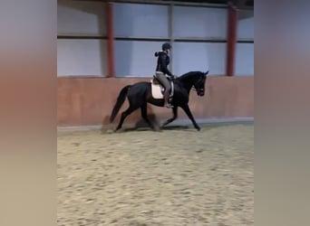 Dänisches Warmblut, Wallach, 11 Jahre, 163 cm, Dunkelbrauner