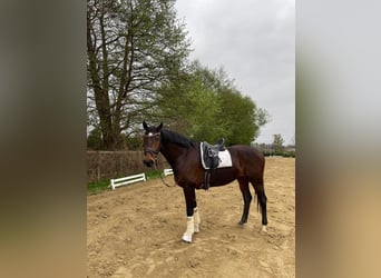 Dänisches Warmblut, Wallach, 11 Jahre, 170 cm, Brauner