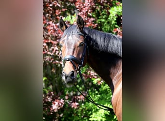 Dänisches Warmblut, Wallach, 11 Jahre, 172 cm, Dunkelbrauner