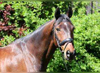 Dänisches Warmblut, Wallach, 11 Jahre, 172 cm, Dunkelbrauner