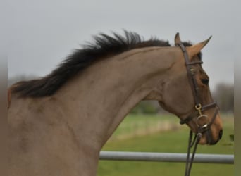 Dänisches Warmblut, Wallach, 11 Jahre, 175 cm, Brauner