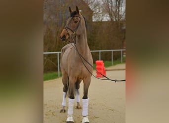 Dänisches Warmblut, Wallach, 11 Jahre, 175 cm, Brauner