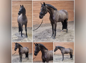 Dänisches Warmblut, Wallach, 11 Jahre