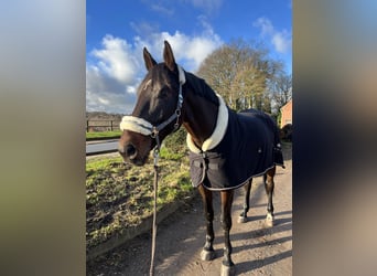 Dänisches Warmblut, Wallach, 11 Jahre