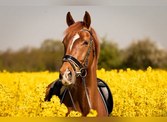 Dänisches Warmblut, Wallach, 12 Jahre, 170 cm, Fuchs