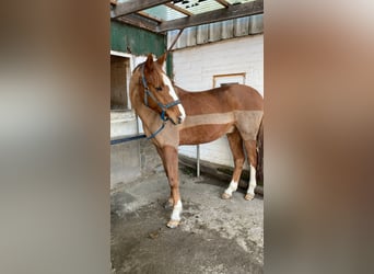 Dänisches Warmblut, Wallach, 12 Jahre, 172 cm, Fuchs