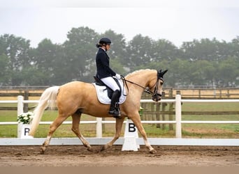 Dänisches Warmblut, Wallach, 14 Jahre, 150 cm, Palomino