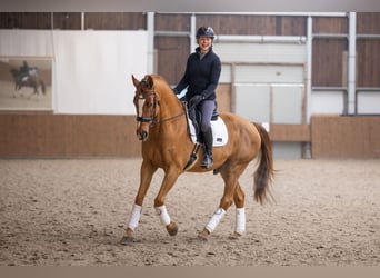 Dänisches Warmblut, Wallach, 14 Jahre, 170 cm, Fuchs