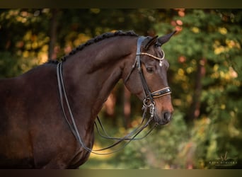 Dänisches Warmblut, Wallach, 14 Jahre, 179 cm, Dunkelbrauner