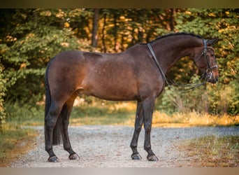 Dänisches Warmblut, Wallach, 14 Jahre, 179 cm, Dunkelbrauner