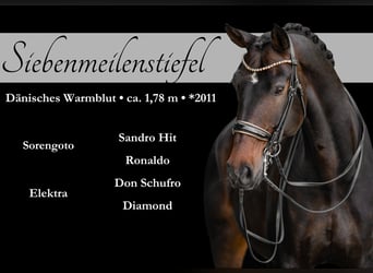 Dänisches Warmblut, Wallach, 14 Jahre, 179 cm, Dunkelbrauner