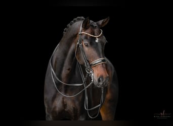 Dänisches Warmblut, Wallach, 14 Jahre, 179 cm, Dunkelbrauner