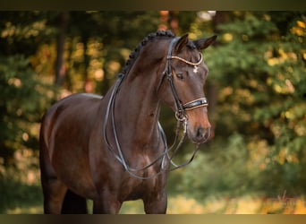 Dänisches Warmblut, Wallach, 14 Jahre, 179 cm, Dunkelbrauner