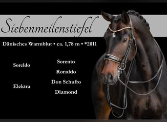 Dänisches Warmblut, Wallach, 14 Jahre, 179 cm, Dunkelbrauner