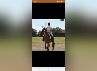 Dänisches Warmblut, Wallach, 15 Jahre, 165 cm, Brauner