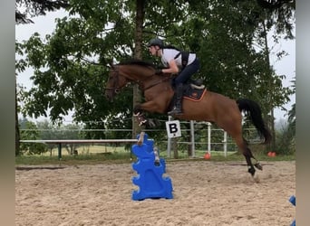 Dänisches Warmblut, Wallach, 15 Jahre, 165 cm, Brauner