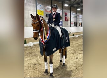 Dänisches Warmblut, Wallach, 15 Jahre, 166 cm, Rotbrauner