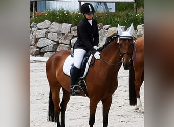 Dänisches Warmblut, Wallach, 15 Jahre, 168 cm, Brauner