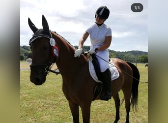 Dänisches Warmblut, Wallach, 15 Jahre, 168 cm, Brauner