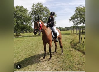 Dänisches Warmblut, Wallach, 15 Jahre, 168 cm, Brauner