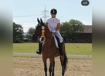 Dänisches Warmblut, Wallach, 15 Jahre, 168 cm, Brauner