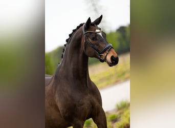 Dänisches Warmblut, Wallach, 15 Jahre, 168 cm, Rotbrauner