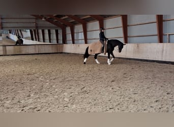 Dänisches Warmblut, Wallach, 15 Jahre, 174 cm, Brauner