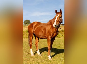 Dänisches Warmblut, Wallach, 18 Jahre, 163 cm, Fuchs