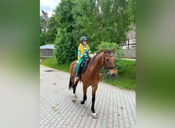 Dänisches Warmblut, Wallach, 18 Jahre, 170 cm, Brauner