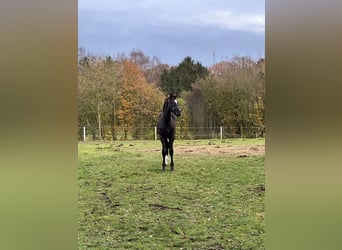 Dänisches Warmblut, Wallach, 1 Jahr, 175 cm, Schwarzbrauner