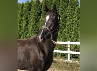 Dänisches Warmblut, Wallach, 2 Jahre, 168 cm, Rappe