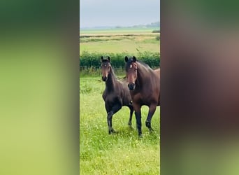 Dänisches Warmblut, Wallach, 2 Jahre, 170 cm, Brauner
