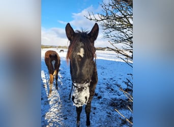 Dänisches Warmblut, Wallach, 2 Jahre, 172 cm, Rappe