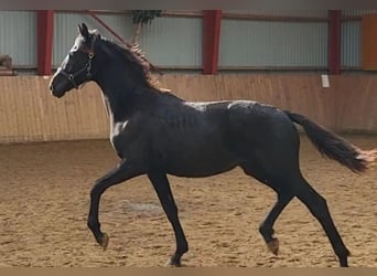 Dänisches Warmblut, Wallach, 2 Jahre, 172 cm, Rappe
