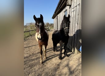 Dänisches Warmblut Mix, Wallach, 2 Jahre, Schecke