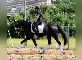 Dänisches Warmblut, Wallach, 3 Jahre, 162 cm, Rappe