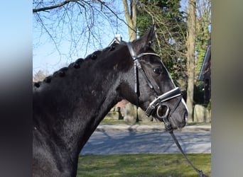 Dänisches Warmblut, Wallach, 3 Jahre, 162 cm, Rappe