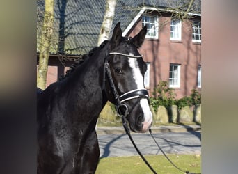 Dänisches Warmblut, Wallach, 3 Jahre, 163 cm, Rappe