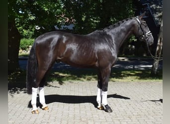 Dänisches Warmblut, Wallach, 3 Jahre, 163 cm, Rappe