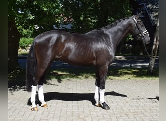 Dänisches Warmblut, Wallach, 3 Jahre, 163 cm, Rappe