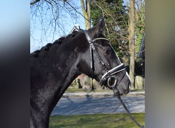 Dänisches Warmblut, Wallach, 3 Jahre, 163 cm, Rappe