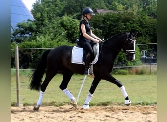 Dänisches Warmblut, Wallach, 3 Jahre, 163 cm, Rappe