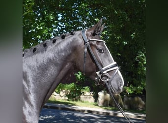 Dänisches Warmblut, Wallach, 3 Jahre, 163 cm, Rappe
