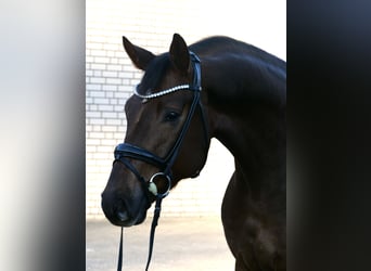 Dänisches Warmblut, Wallach, 3 Jahre, 172 cm, Dunkelfuchs