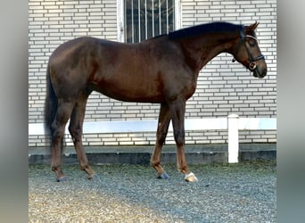 Dänisches Warmblut, Wallach, 3 Jahre, 172 cm, Dunkelfuchs