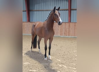 Dänisches Warmblut, Wallach, 4 Jahre, 164 cm, Brauner