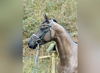 Dänisches Warmblut, Wallach, 4 Jahre, 165 cm, Dunkelbrauner