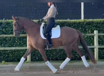 Dänisches Warmblut, Wallach, 4 Jahre, 170 cm, Fuchs